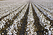 Cotton plantation (Gossypium herbaceum). El Puerto de Santa María. Cádiz. Spain