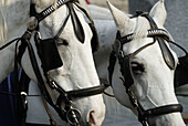 Two lipizzaner horses in Vienna. Austria