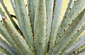 Blue Agave (Agave tequilana). Mexico