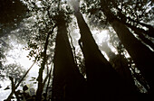 Beech trees (Nothofagus moorei), ancient relics of primeval Gondwanaland forests, in misty temperate rainforest on the Border Track near Mt Bithongabel, Lamington National Park, Queensland, Australia