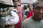 Captive seabird in a Bajau (sea gypsy) village, where traditional culture conflicts with marine conservation efforts. Sampela, Sulawesi, Indonesia