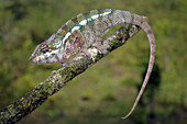 Young male panther chameleon (Furcifer pardalis), Masoala National Park, Madagascar