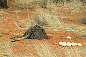 Ostrich (Struthio camelus) with discarded eggs by her side. Kalahari, Namibia