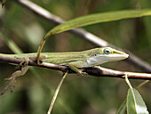 Florida Everglades, anole lizard (Anolis carolinensis)