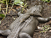 Florida Everglades, American alligator