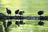 Coot (Fulica atra). Germany