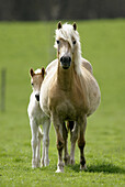 Haflinger horse. Adult and foal. Germany