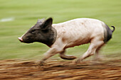 Domestic pig, piglet. Germany