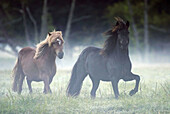 Icelandic horses in the fog, Germany