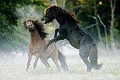 Icelandic horses, fighting in the fog. Germany