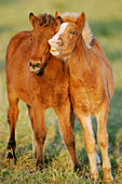Icelandic horses, foals. Germany