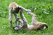 European Lynx (Lynx lynx) cubs playing. Captive. Germany