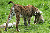 European Lynx (Lynx lynx), female with cub. Germany