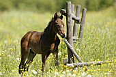 German Pony, foal
