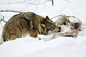 Wolf (Canis lupus). Captive