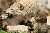 Adult Wolf (Canis lupus) with cubs