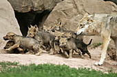 Adult Wolf (Canis lupus) with cubs