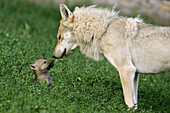 Adult Wolf (Canis lupus) with cub