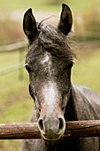 Arabien-Horse. Stallion, Germany