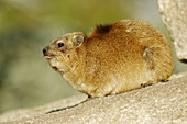 Cape Hyrax (Procavia capensis)