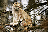 European Lynx (Lynx lynx)