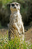 Meerkat (Suricata suricatta) on guard, captive. Germany
