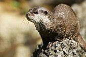 Asian Small-Clawed Otter (Aonyx cinerea), captive. Germany