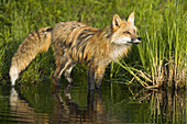 Red Fox (Vulpes vulpes). Minnesota, USA