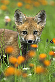 Red Fox (Vulpes vulpes) cub. Minnesota, USA