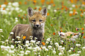 Red Fox (Vulpes vulpes) cub. Minnesota, USA
