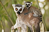 Ring-tailed Lemur (Lemur catta), captive adult with young. The Netherlands
