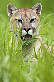 Cougar (Felis concolor). Minnesota, USA