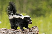 Striped Skunks (Mephitis mephitis) cub. Minnesota, USA