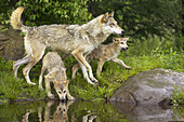 Wolf (Canis lupus). Minnesota, USA