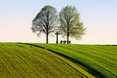 Trees on Hill in a Field, Baden-Württemberg. Germany.