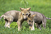 Wolf, Canis lupus, Cub Captive, Germany