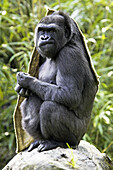 Gorilla (Gorilla gorilla), captive. Germany