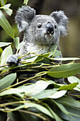Koala (Phascolarctos cinereus) eating in eucalyptus tree, captive. Germany