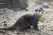 Oriental Small-clawed Otter (Aonyx cinerea), captive cub. Germany