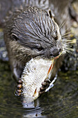 Oriental Small-clawed Otter (Aonyx cinerea), captive. Germany
