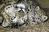 Snow Leopard (Uncia uncia). Captive, 1Month old cub with adult mother. Germany.