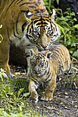 Sumatran Tiger (Panthera tigris sumatrae). Captive, adult mother with cub. Germany