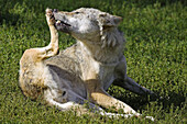 Wolf (Canis lupus). Captive cub. Germany