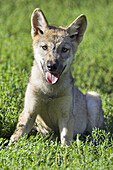 Wolf (Canis lupus). Captive cub. Germany