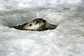 Lutra lutra, European Otter, playing in a icehole in winter, Germany