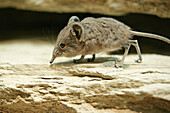 Short-eared Elephant Shrew, Macroscelides proboscideus, on a rock