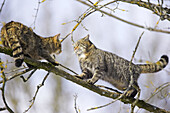Felis silvestris, Common Wild Cat, in a tree