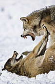 Canis lupus, Wolves, Germany, winter snow, figthing