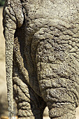 African Elephant (Loxodonta africana), captive