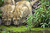 Asiatic Lion (Panthero leo persica), cubs, captive. Germany